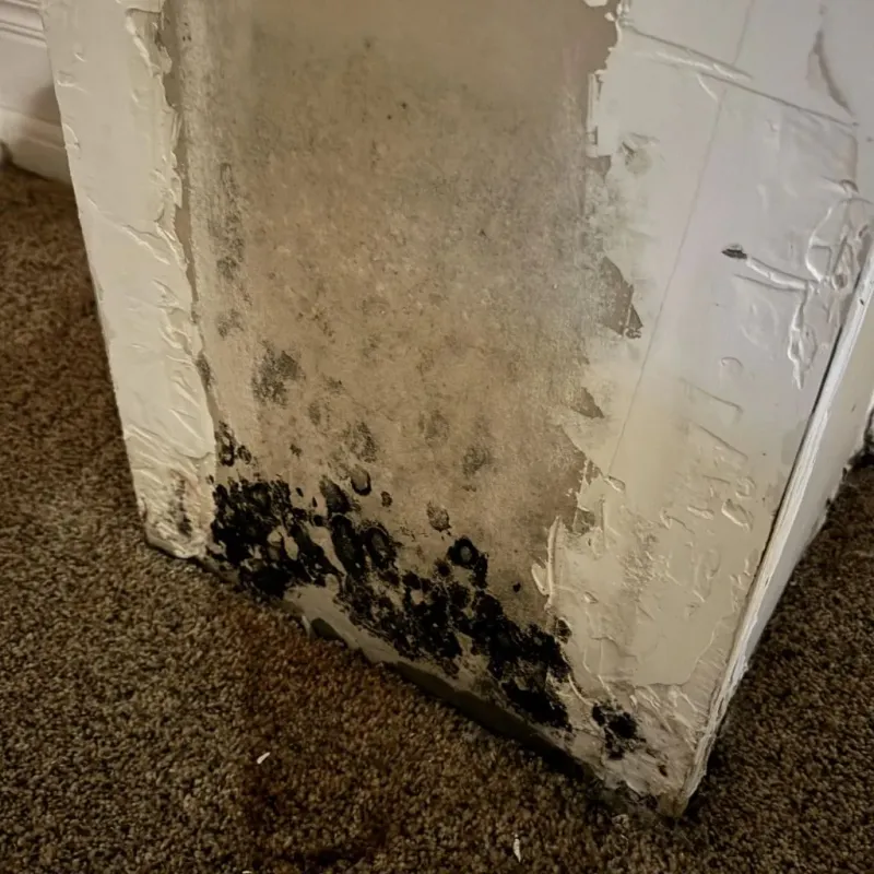 Professional Mold Removal in Jackson, MI